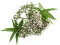 Valerian Valeriana officinalis