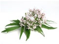 Valerian Valeriana officinalis