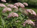 Valerian (Valeriana officinalis) in the garden