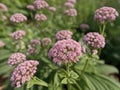 Valerian (Valeriana officinalis) in the garden