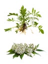 Valerian Valeriana officinalis on white background. Other names: garden valerian, garden heliotrope and all-heal