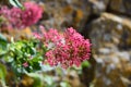 Valerian valeriana pink flower. Caprifoliaceae perennial
