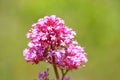 Valerian valeriana pink flower. Green background.