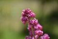 Valerian valeriana pink flowers. Caprifoliaceae perennial flower