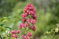 Valerian valeriana pink and purple flowers. Caprifoliaceae perennial flower Royalty Free Stock Photo