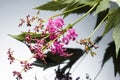 Valeriana fauriei Briq Royalty Free Stock Photo