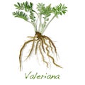 Valeriana herb vector.