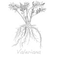 Valeriana herb vector.