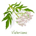 Valeriana herb vector.