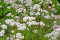 Valeriana, a medicinal plant Royalty Free Stock Photo