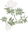 Valeriana officinalis in color drawing vector illustration