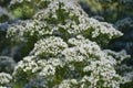 Valeriana Officinalis Royalty Free Stock Photo