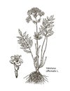 Valeriana officinalis. Hand drawn botanical illustration of valerian on white background. Wild grasses and flowers.