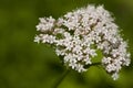 Valeriana officinalis Royalty Free Stock Photo