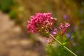 Valeriana officinalis, Marimurtra Botanical garden in Blanes, Catalonia. Royalty Free Stock Photo