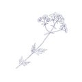 Valeriana officinalis, outlined sketch. Vintage botanical drawing of valerian flower. Medical floral plant etching. Hand