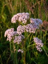 Valeriana officinalis pink flowers on the summer meadow Royalty Free Stock Photo