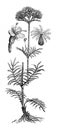 Valeriana officinalis plant Baldrian / Antique engraved illustration from Brockhaus Konversations-Lexikon 1908