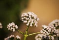 Valeriana officinalis