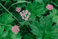 Valeriana officinalis, Valerian herb, setwall, garden heliotrope, vandalroot