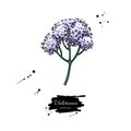 Valeriana officinalis vector drawing. Isolated medical flower. H