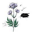 Valeriana officinalis vector drawing. Isolated medical flower an