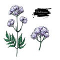 Valeriana officinalis vector drawing. Isolated medical flower an
