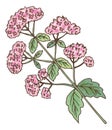 Valeriana plant. Healthy fresh herb. Medical flower