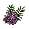 valeriana valerian sketch hand drawn vector