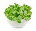 Valerianella lettuce Royalty Free Stock Photo