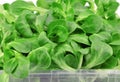 Valerianella lettuce Royalty Free Stock Photo