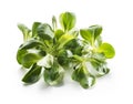 Valerianella salad Royalty Free Stock Photo