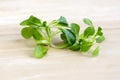 Valerianella locusta green edible healhy leaves on wooden table, ready to eat