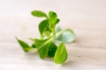 Valerianella locusta green edible healhy leaves on wooden table, ready to eat