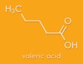 Valeric acid molecule. Smelly molecule, present in the plant valerian Valeriana officinalis. Skeletal formula.
