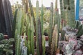 Validus Haworth cactus plant growing, tropical plant Royalty Free Stock Photo