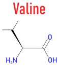 Valine or l-valine, Val, V, amino acid molecule. Skeletal formula.
