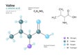 Valine. Val C5H11NO2. ÃÂ±-Amino Acid. Structural Chemical Formula and Molecule 3d Model. Atoms with Color Coding. Vector