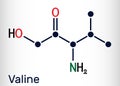 Valine, Val, L-valine amino acid molecule. It is used in the biosynthesis of proteins. Structural chemical formula