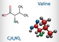 Valine, Val molecule, is ÃÂ±-amino acid . It is used in the biosynthesis of proteins.  Structural chemical formula and molecule Royalty Free Stock Photo