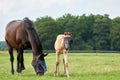 A valk color foal and a brown mare in the field, wearing a fly mask, pasture, horse Royalty Free Stock Photo
