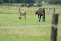 A valk color foal and a brown mare in the field, wearing a fly mask, pasture, horse Royalty Free Stock Photo