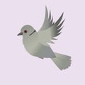 Eurasian collared dove illustration flying on a light pink background