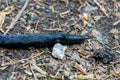 European Black Slug, Arion ater, a large terrestrial gastropod mollusk in the family Arionidae Royalty Free Stock Photo