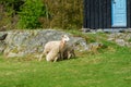 Sheep feeding lambs with milk Royalty Free Stock Photo