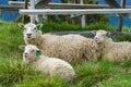 Sheeps relaxing on the green grass Royalty Free Stock Photo