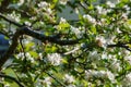 Closeup white flowers of wild cherry - sweet cherry (Prunus avium) with fresh leaves in soft light. Royalty Free Stock Photo