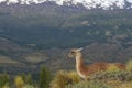 Valle Chacabuco in northern Patagonia, Chile