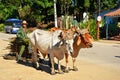 Valle de los ingenios and its people; Cuba