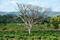 Valle de los Ingenios Sugar mills valley near Trinidad, Cuba. Famous tourist destination and major sugarcane area